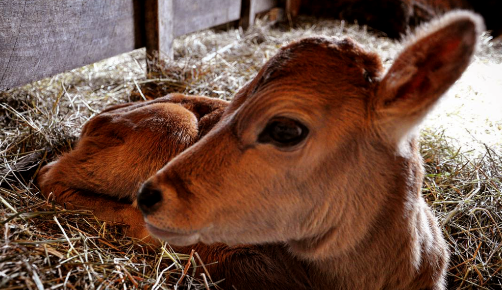 young calf lies in a stall