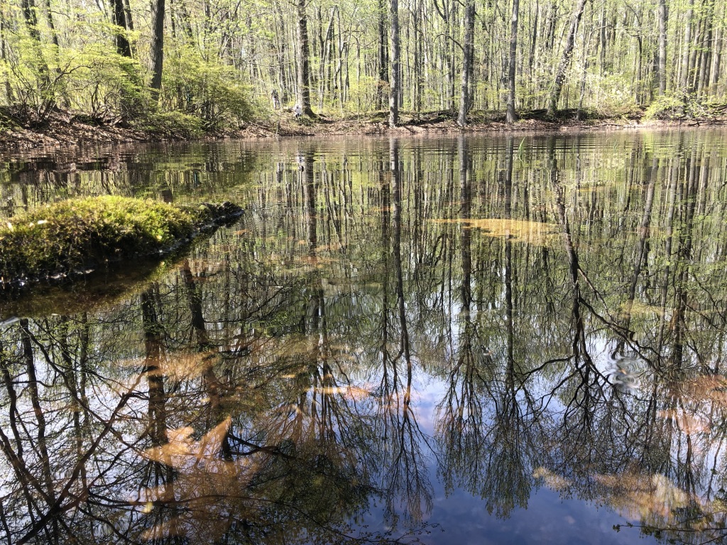 My phenology site, pond with reflection in the water